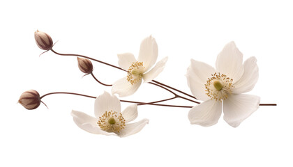 Wall Mural - white flower stalk isolated on transparent background cutout