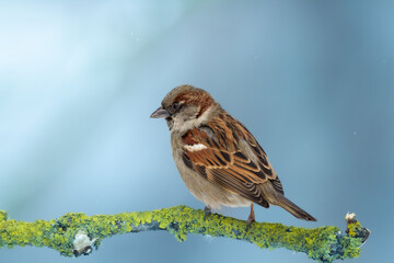 Wall Mural - Bird - male House sparrow Passer domesticus sitting on the branch, winter time blue background Poland Europe