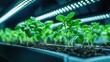 © MUMTAZ - Lush green plants growing under bright LED lights in a modern indoor garden setup.