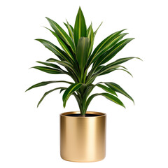 Dracaena plant with vibrant green leaves elegantly placed in a sleek gold metallic pot, offering a luxurious and contemporary touch. Isolated on transparent background, png.