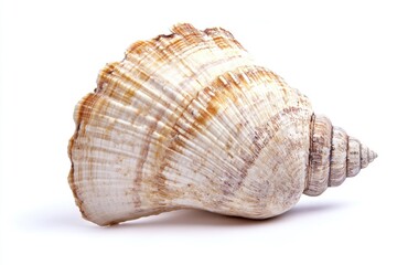 Poster - A detailed view of a shell's texture and pattern, suitable for use in still life or nature-themed projects