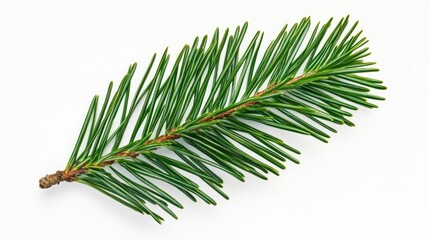 Poster - A single pine tree branch on a white surface, perfect for minimalist decor or design