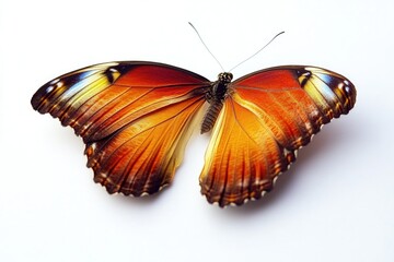 Poster - A close-up shot of a butterfly perched on a white surface
