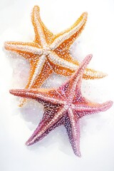 Poster - Group of starfishes sitting on a white surface, great for ocean or beach themed designs