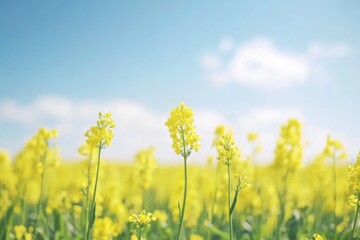 Poster - A sunny day scene with a field of yellow flowers and a clear blue sky