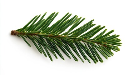 Aufkleber - A single pine tree branch placed on a white surface, great for use in minimalist designs or as a symbol of simplicity and nature