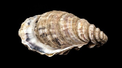Poster - A detailed view of a seashell on a dark background, perfect for using as a design element or illustration