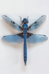Poster - A blue dragonfly perched on a clean white surface, with its iridescent wings spread out
