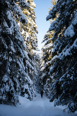 Wall Mural - magical winter landscape with snowy fir trees