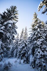 Wall Mural - magical winter landscape with snowy fir trees