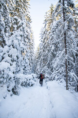 Wall Mural - magical winter landscape with snowy fir trees