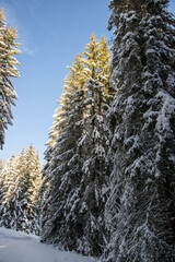 Wall Mural - magical winter landscape with snowy fir trees