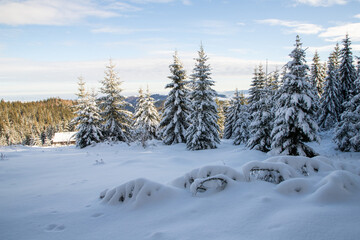 Wall Mural - magical winter landscape with snowy fir trees