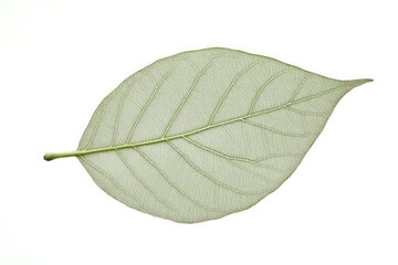 Delicate leaf skeleton showing intricate vein patterns
