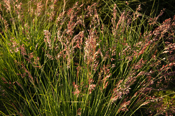 Wall Mural - floral ornamental grasses. closeup view of melinis nerviglumis, also called ruby grass, green foliag