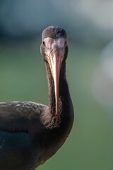 Wall Mural - Young Bare-faced Ibis bird (Phimosus infuscatus)