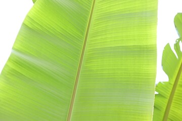 Wall Mural - Beautiful green banana tree leaf outdoors, closeup