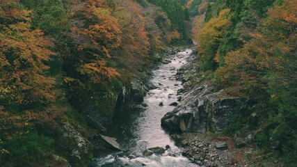 Wall Mural - dramatic view of many red maple leaves and flowing water in a forest in autumn or fall, tomisato val