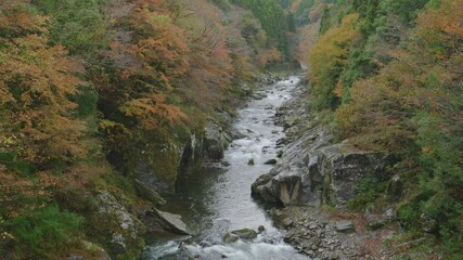 Wall Mural - dramatic view of many red maple leaves and flowing water in a forest in autumn or fall, tomisato val