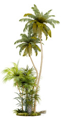 Aufkleber - tropical tree PNG file, 3d illustration rendering