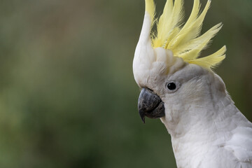 Wall Mural - Portrait of a cockatoo