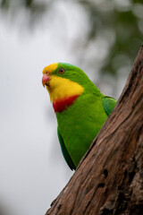 Wall Mural - Superb Parrot on a branch