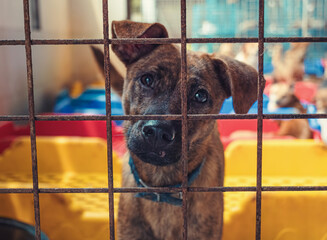 a hopeful shelter dog gazes through the bars of its kennel in a pet rescue facility looking for a lo