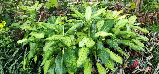 Sticker - Dumb Cane leaves have light to dark green surface with white spots or dots on surface of leaf. Dieffenbachia leaves have a long, slender shape, similar to a paddle, home difenbahya popular ornamental 