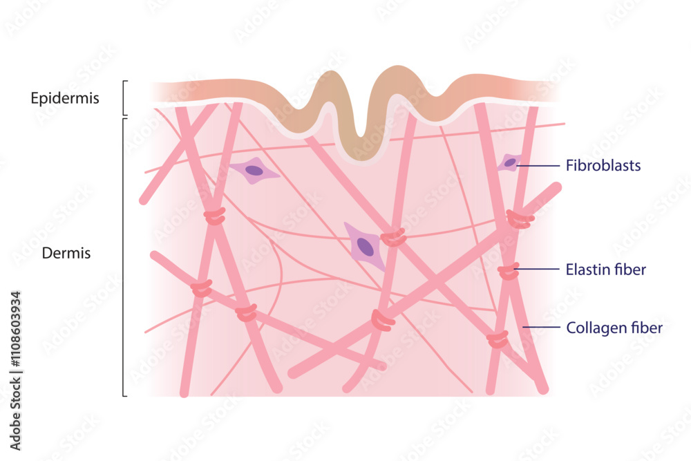 Cross section of low density of collagen, elastin fibers and ...