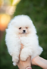  small white beautiful fluffy puppies