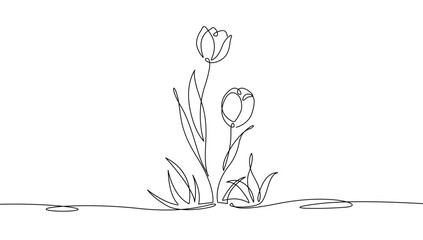 Wall Mural - Continuous Line Drawing Of Tulip Flowers Black Sketch Isolated on White Background. Flower Tulip with Leaves One Line Illustration. Minimalist Botanical Drawing. Vector Illustration