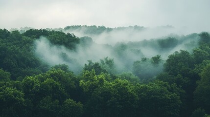 Sticker - Misty forest wallpaper ideal for computer and mobile, creating a serene atmosphere with layers of mist enveloping the lush greenery. Perfect misty forest image with ample copy space.