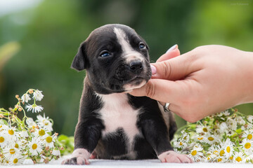 a small black puppy with white spots with closed eyes, 2 weeks old in the arms of the owner against the backdrop of a green garden surrounded by white daisies