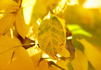 Wall Mural - A leafy tree branch with a yellow leaf in the sun