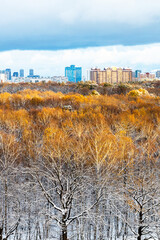 Wall Mural - sunlit treetops in city park after the first snow