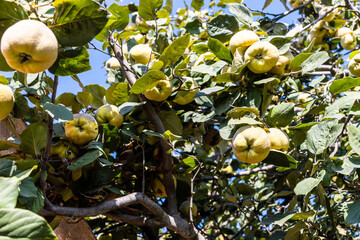 Wall Mural - ripe quince fruits on tree on sunny autumn day
