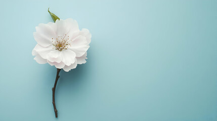 Wall Mural - Single delicate light pink flower blossom on a branch against a light blue background.