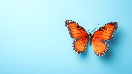 butterfly on blue background
