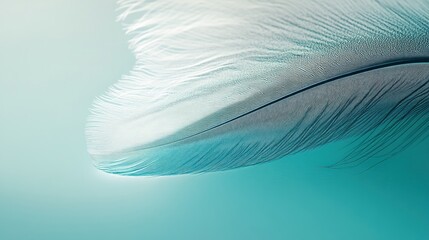 Poster - Teal Background Featuring a Single White Feather