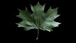 © Albert - a single green maple leaf on a black background The leaf is a vibrant green color, with a glossy texture and a distinct shape It is the focal point of the image,