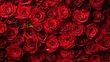 © Albert - a large group of red roses sitting on top of each other, creating a vibrant and eye-catching display The roses are arranged in a way that creates a wallpaper-like