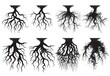© Sana - Black vector roots set isolated on a white background, a silhouette of a tree root system collection.