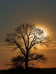 Wall Mural - Tree silhouette against a setting sun.