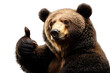 © thanatpong - Brown Bear Thumbs Up: A charismatic brown bear gives a playful thumbs-up, conveying approval, positivity, and a touch of wilderness charm.  A perfect image for projects needing a friendly, powerful.