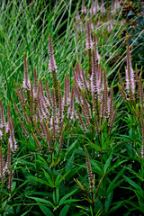 Wall Mural - Veronicastrum virginicum in close up.