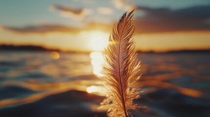 Poster - Feather Against a Serene Sunset Reflection