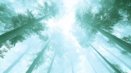 Poster - Towering trees stretch skyward in a misty forest, creating a serene and ethereal atmosphere, AI