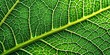 © Nasnunt - Extreme close up view of intricate green leaf veins, texture, close up, detailed, macro, green, leaf, veins, abstract