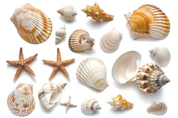 Poster - A collection of seashells and starfish arranged on a white surface