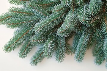 Poster - A detailed view of a pine tree branch, showcasing its texture and structure